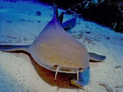 Lots of Nurse Sharks, this guy reminded me of my dog. Jus... by Steven Anderson 